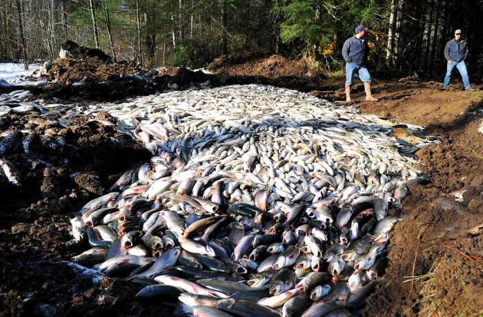 Thousands of fish are prepared for burial following major mudslide activity in the hills of East Lewis County, Washington. *Published January 2009, winner of Society of Professional Journalists photo award